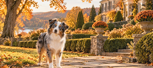 Fall With Your Dog: NJ Places Worth Visiting this Fall