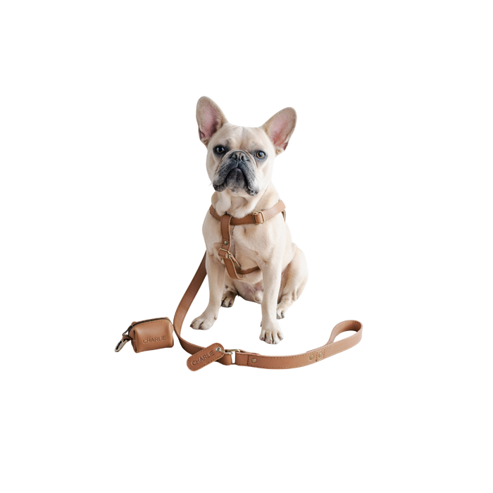 Our Favorite Leather Dog Harness