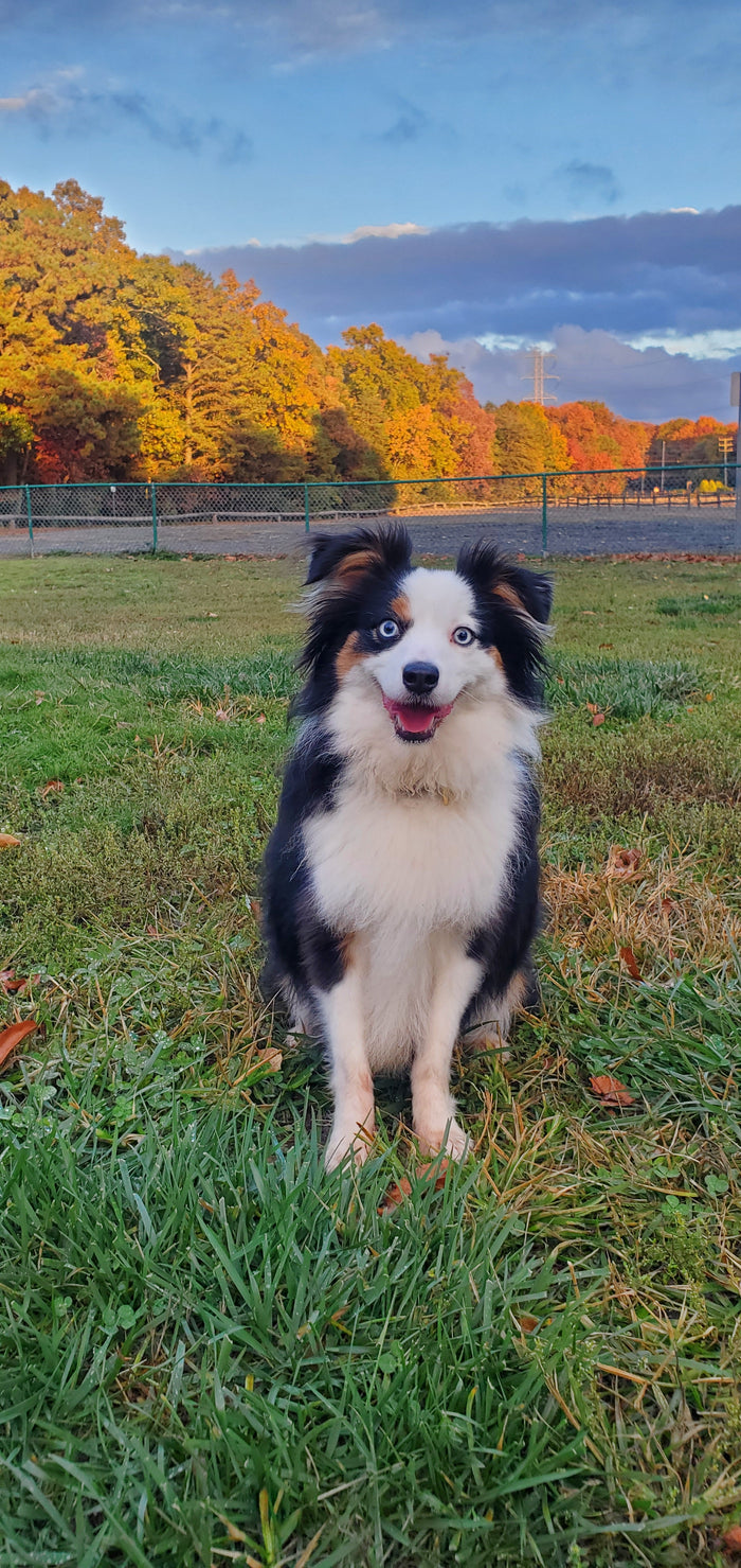Jackson Dog Park