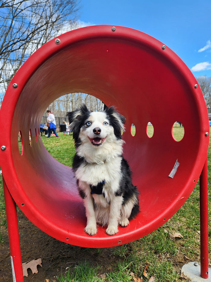 Tindall Dog Park