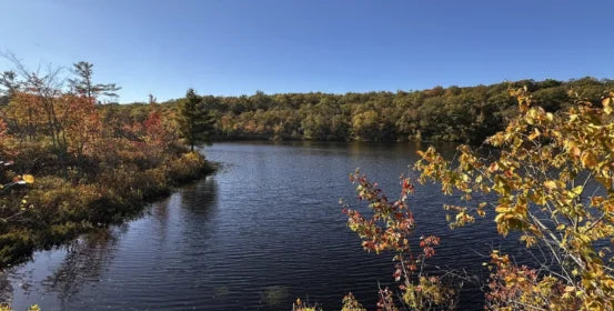 Abram S. Hewitt State Forest