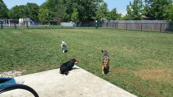 Angela Hibbard Dog Park