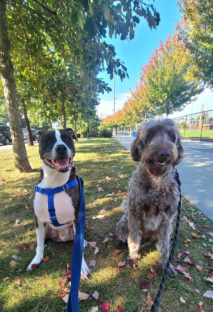 Berry Lane Park & Dog Run