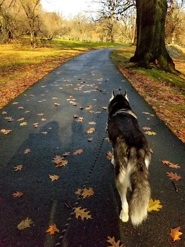 Brookdale Dog Park