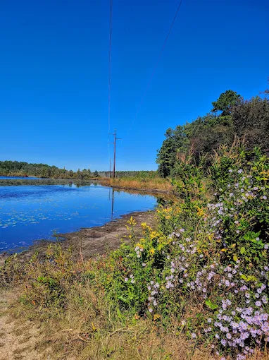 Bunker Hill Bogs Recreation Area