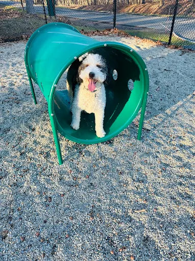 Dog Park at Rifle Camp Park