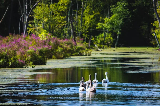 G. Thomas Donch Nature Preserve