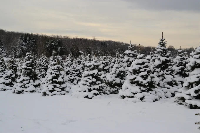 Glenview Farm
