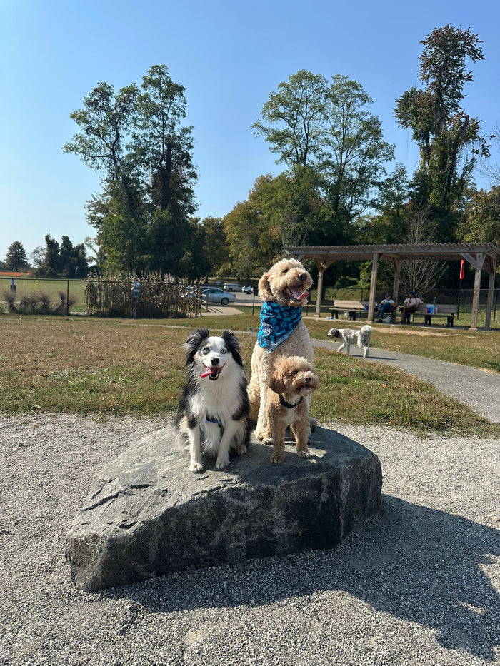 Alexander Ching Memorial Dog Park