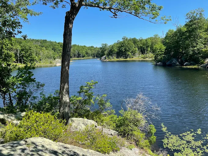 Norvin Green State Forest