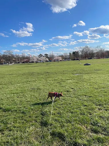 Overpeck County Park & Dog Park