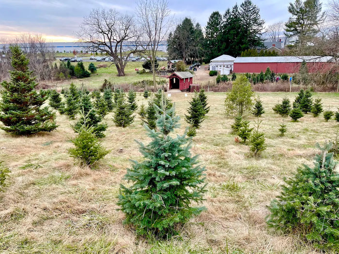 Perfect Christmas Tree Farm