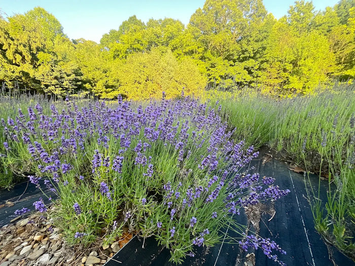 Pleasant Valley Lavender