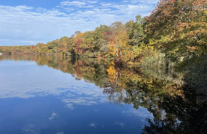 Ramapo Mountain State Forest