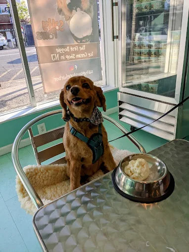 Salty Paws Doggie Ice Cream Parlor