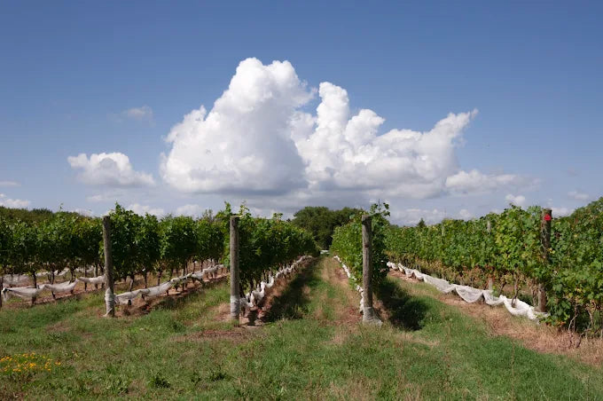 Seahorse Farm Winery