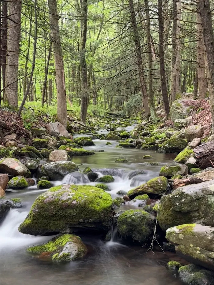 Stokes State Forest