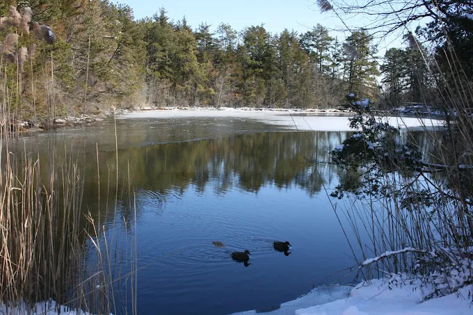 Eno's Pond County Park