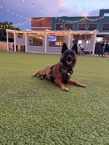Fetch Park
