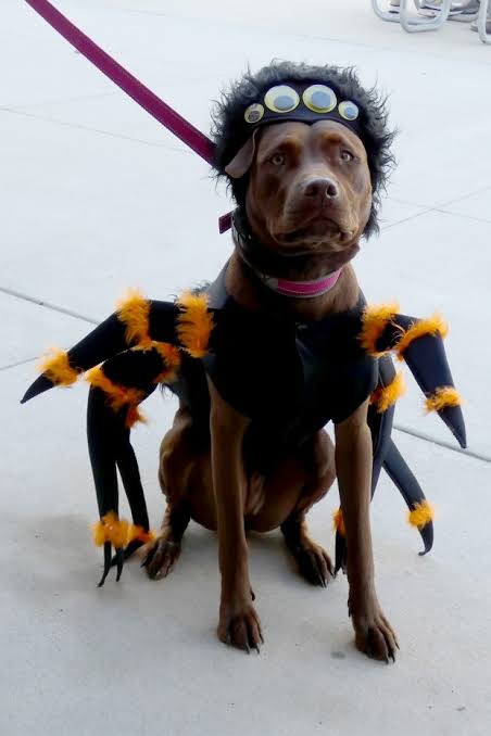 Ocean City Dog Day & Howl-O-Ween Parade