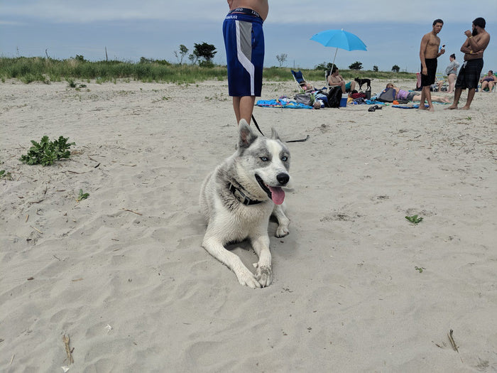 Malibu Beach (Somers Point Dog Beach)