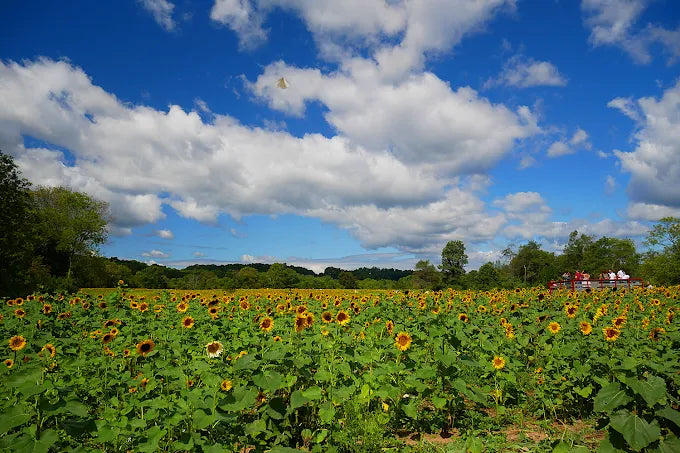 Sussex County Sunflower Maze
